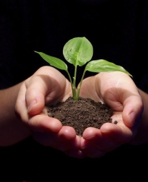 Saplings Of My Dreams