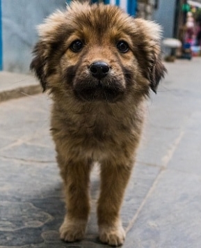 Now, Dogs Should Also Pay For Poop! Where’s Swachh Bharat Cess Going?